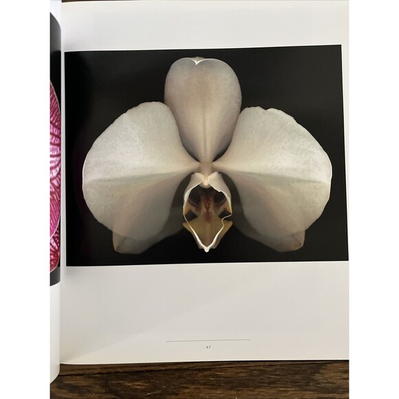 One Hundred Flowers by Harold Feinstein Art Photography Coffee Table Book HC - Picture 2 of 4